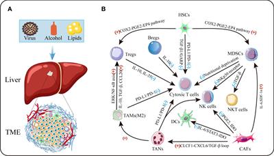 The tumor microenvironment of hepatocellular carcinoma and its targeting strategy by CAR-T cell immunotherapy